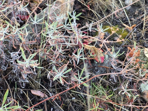 Eriogonum heracleoides, photograph 4