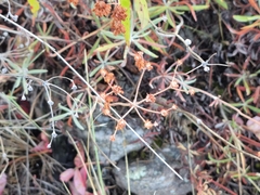 Eriogonum heracleoides, photograph (c) Syd Cannings, some rights reserved (CC BY)