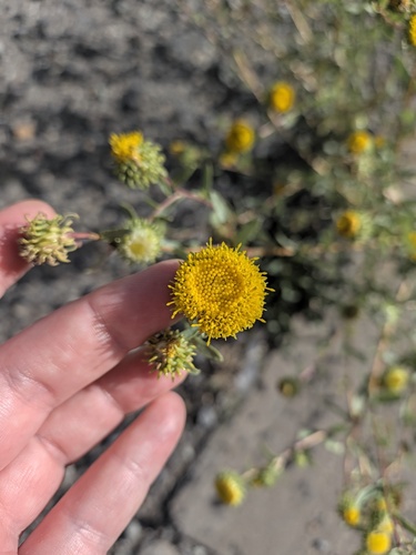 curlytop gumweed