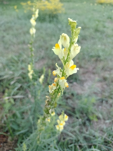 common toadflax