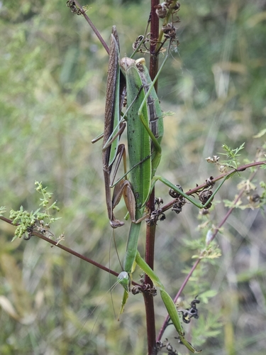 Chinese Mantis