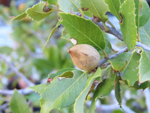 iNaturalist observation photo of Beaked Spindle Gall Wasp