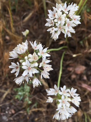 Allium lacunosum micranthum