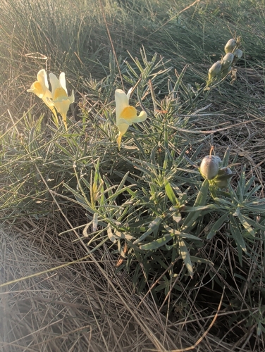 common toadflax