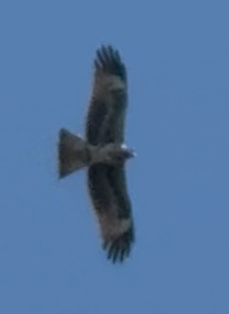 Black Kite