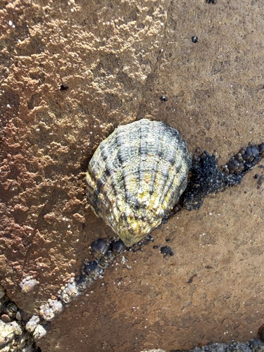 iNaturalist observation photo of Southern Finger Limpet