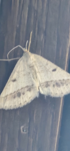 Isturgia arenacearia