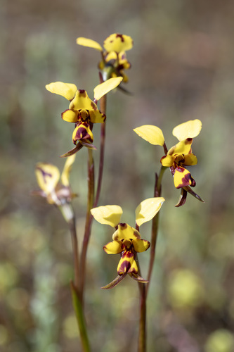 banded bee orchid