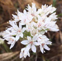 Allium lacunosum micranthum