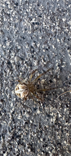 Butterfly Orbweaver