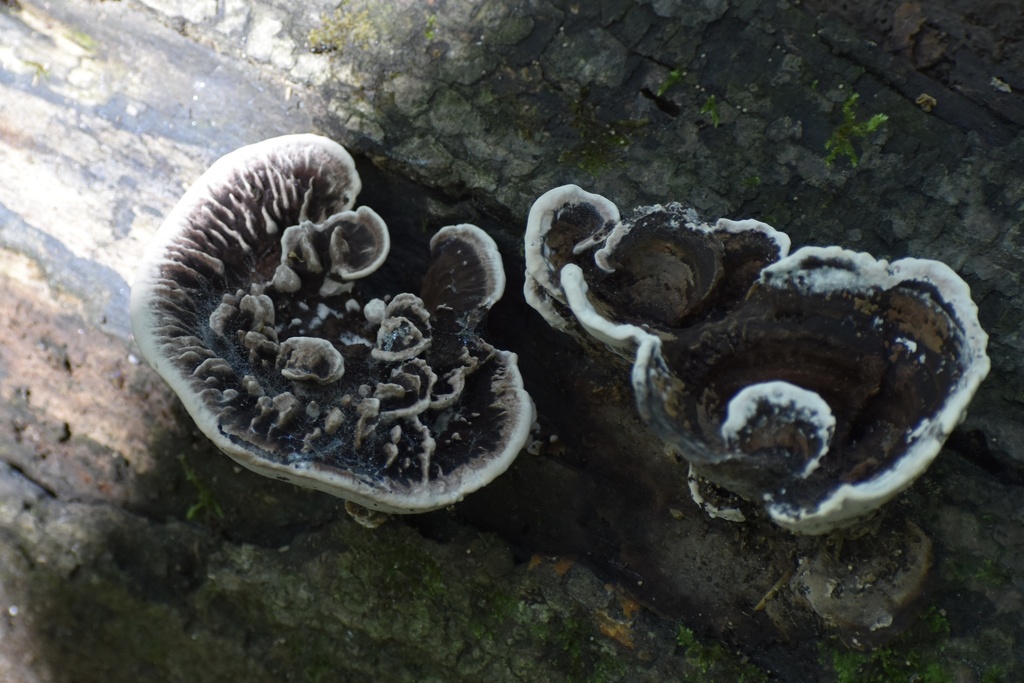 Nigroporus vinosus · September 2026 · photo: Photo: (c) northerly, some rights reserved (CC BY) · iNaturalist