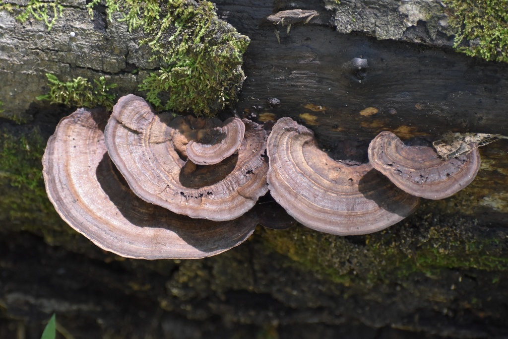 Nigroporus vinosus · September 2026 · photo: Photo: (c) northerly, some rights reserved (CC BY) · iNaturalist