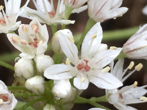 Allium lacunosum var. micranthum