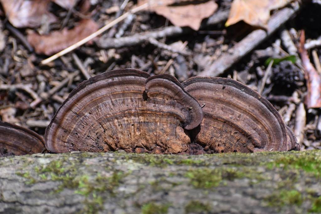 Nigroporus vinosus · September 2026 · photo: Photo: (c) northerly, some rights reserved (CC BY) · iNaturalist