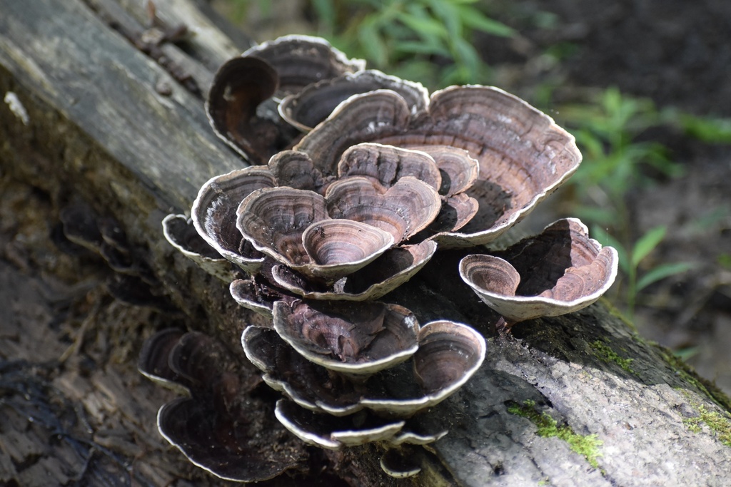 Nigroporus vinosus · September 2026 · photo: Photo: (c) northerly, some rights reserved (CC BY) · iNaturalist