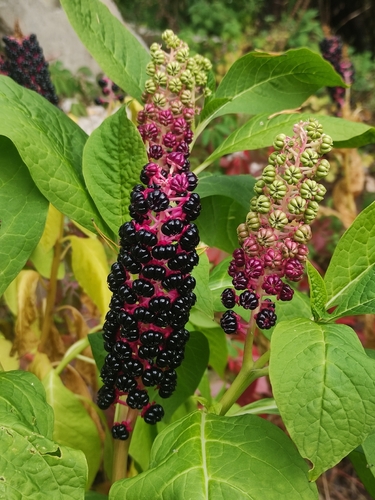 Indian Pokeweed