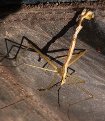 Apterobittacus apterus