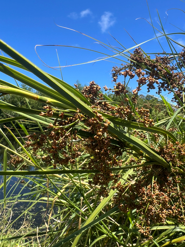 Mariscus, 2026-09-14