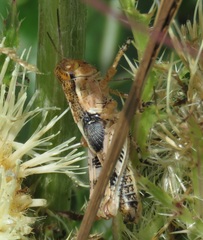 Melanoplus ponderosus