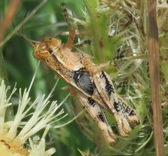 Melanoplus ponderosus