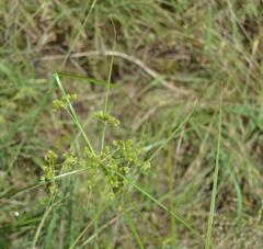 Juncus diffusissimus