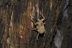Psapharus infaustus