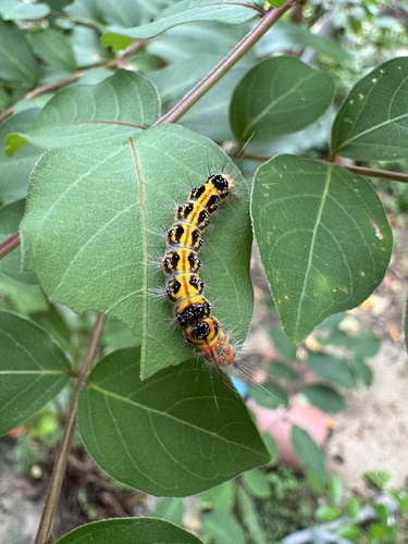 Taiwan yellow tussock moth