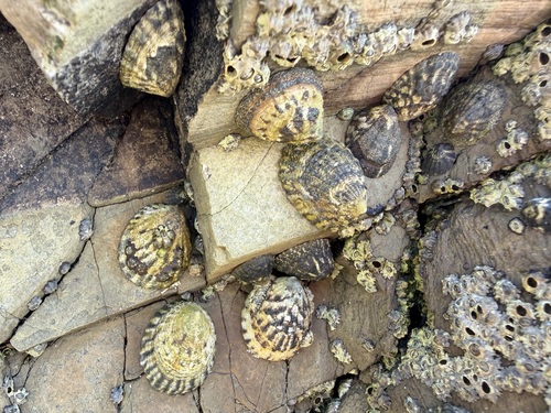 iNaturalist observation photo of Southern Finger Limpet