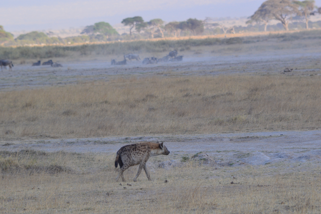Spotted hyaena