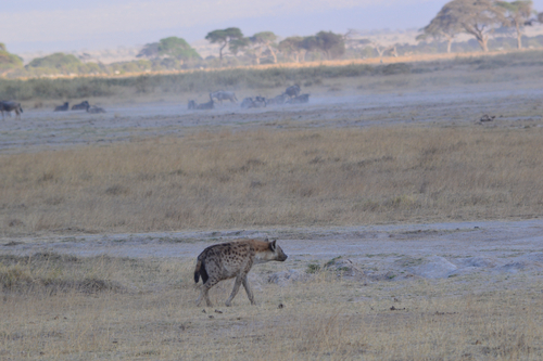Spotted hyaena