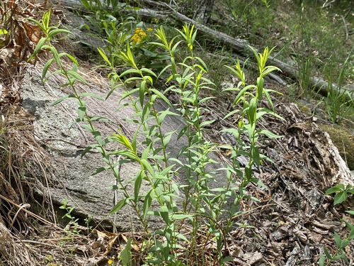 Brushy mountain St. johnswort (Hypericum radfordiorum)