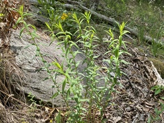 Hypericum radfordiorum