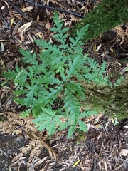 Schefflera digitata, photograph author not stated, no rights reserved