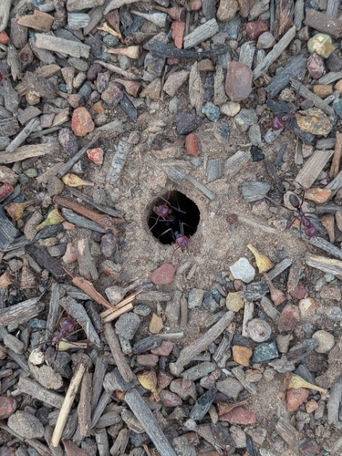 Southern Meat Ant