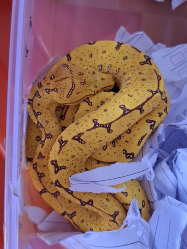 Morelia viridis