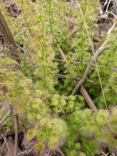 leafy sundew