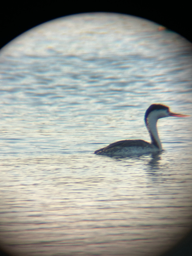 iNaturalist observation photo of Clark's Grebe
