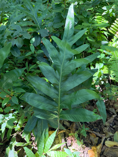 Microsorum grossum observed 2026-09-14
