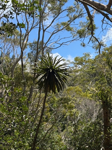 Cyanea leptostegia observed 2026-09-03