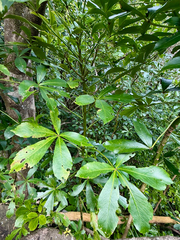 Pseudopanax lessonii, photograph (c) Tom Beard, some rights reserved (CC BY)