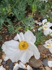 Romneya coulteri