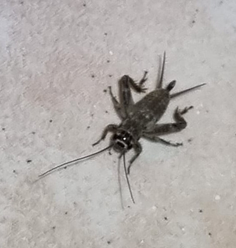 Verge Cricket