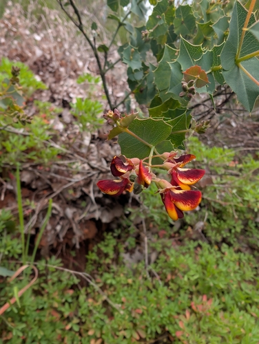 Prickly Poison