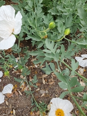 Romneya coulteri