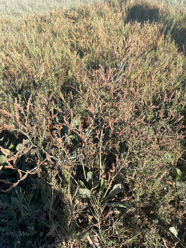 Limonium californicum, photograph 1