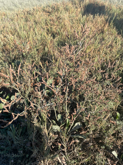 Limonium californicum
