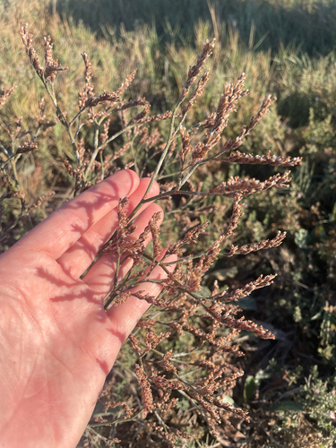 Limonium californicum, photograph 3