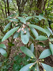 Pittosporum umbellatum, photograph (c) Tom Beard, some rights reserved (CC BY)