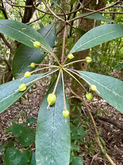 (c) Tom Beard, some rights reserved (CC BY) Pittosporum umbellatum, photograph (c) Tom Beard, some rights reserved (CC BY)