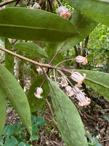 Pittosporum umbellatum, photograph 4